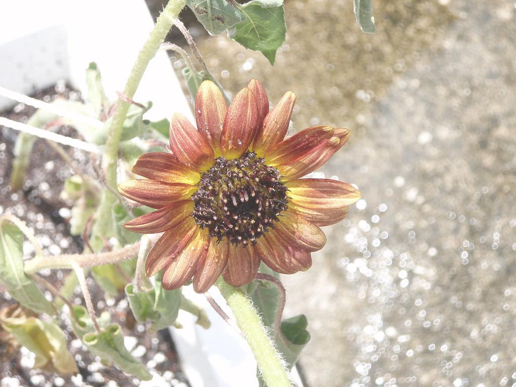 red sunflower!!!