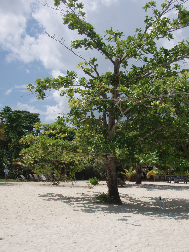 Tree in Front