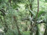 canopy tour, jamaica